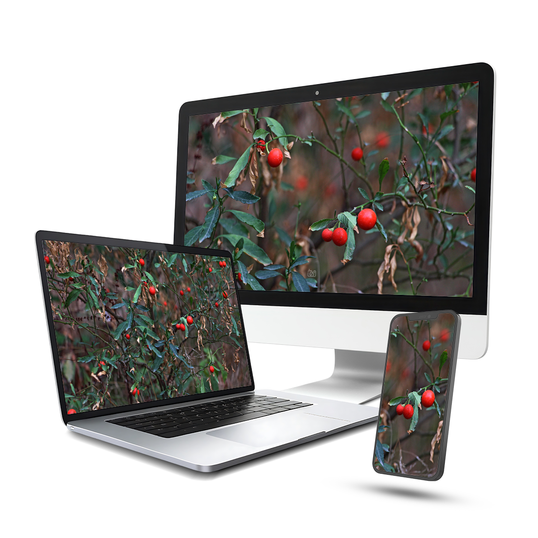 بوته خود رو و شبیه گوجه ریز