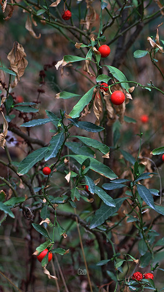 بوته خود رو و شبیه گوجه ریز
