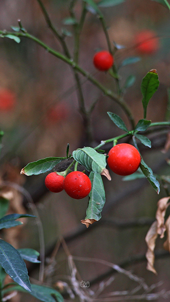بوته خود رو و شبیه گوجه ریز