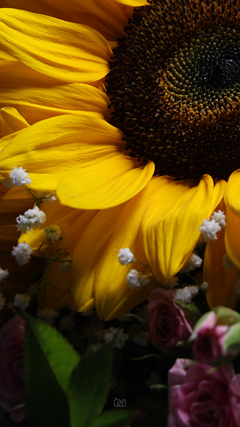 دسته‌ گل آفتابگردان - 1